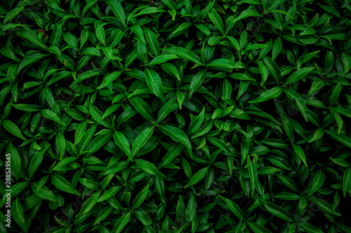 green leaf texture  nature background  tropical leaf