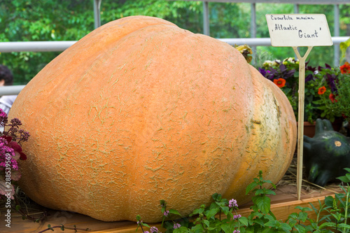  Pumpkin of the Atlantic Giant variety .