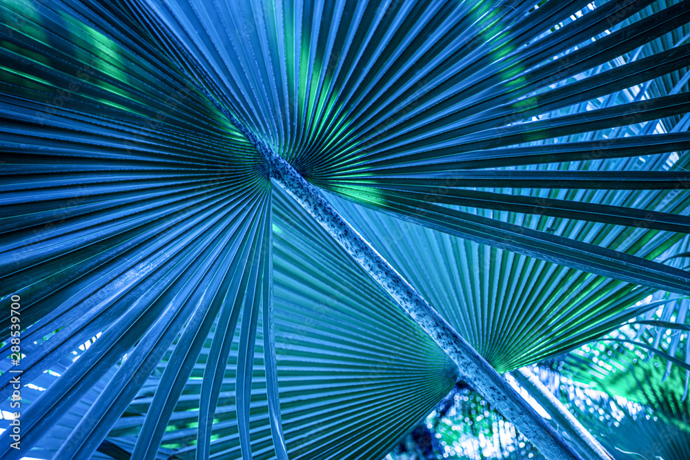 Obraz premium tropical palm leaf and shadow, abstract natural green background, dark blue tone