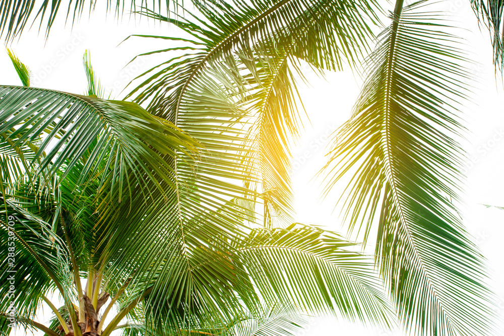tropical palm leaf background, coconut palm trees perspective view tropical palm leaf background, coconut palm trees perspective view