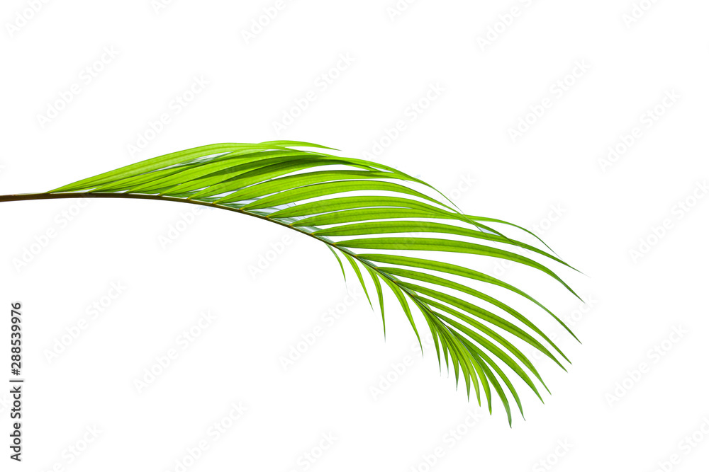 green coconut leaf isolated on white background  for design elements, tropical leaf