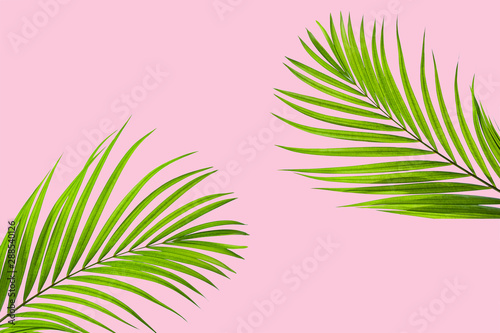 Natural palm leaf on pastel pink background