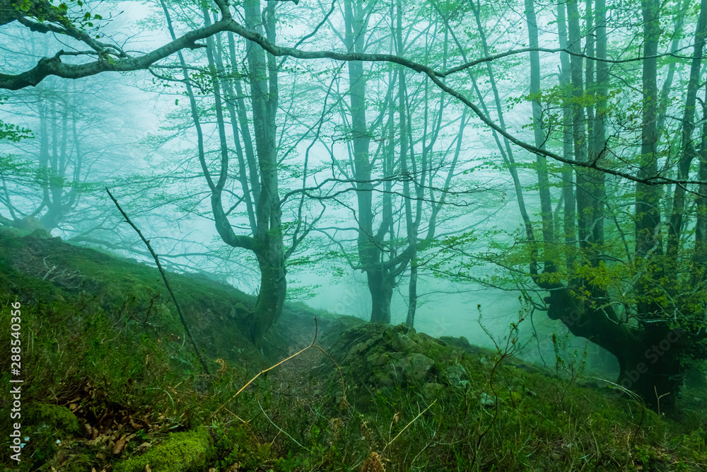 trees with fog in the forest of Belaustegui, on Mount Gorbea