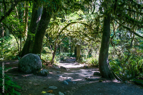 trail through the rainforest of north Vancouver  Canada