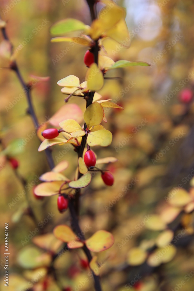 Yellow branch of a tree with red, wild berries in autumn image Yellow branch of a tree with red, wild berries in autumn image