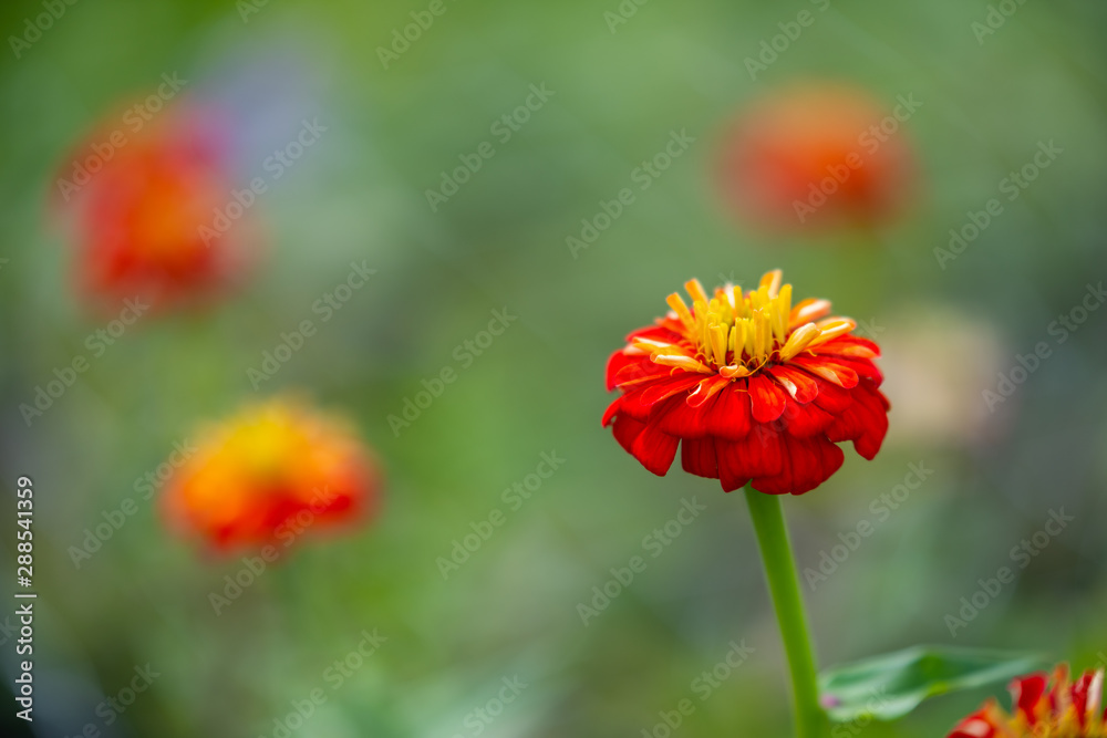 Shining flowers with their flowers are in focus Shining flowers with their flowers are in focus