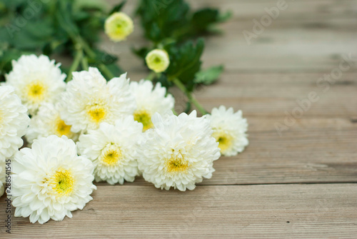 Chrysanthemums © tstock