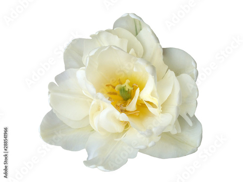 White tulip flower on a white background