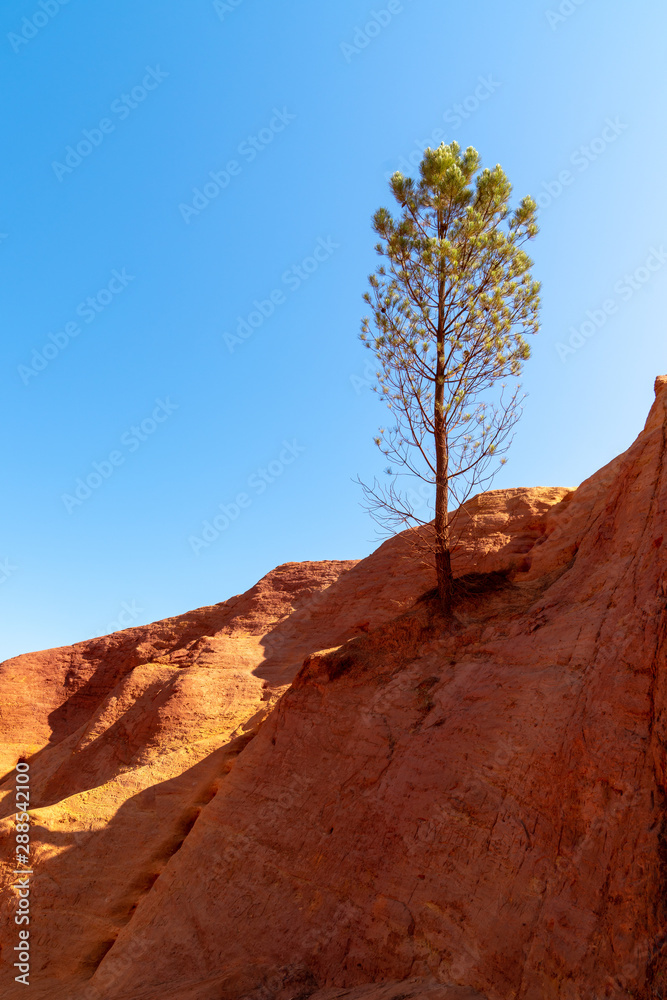 ochre rocks of Colorado Provençal with single tree pine
