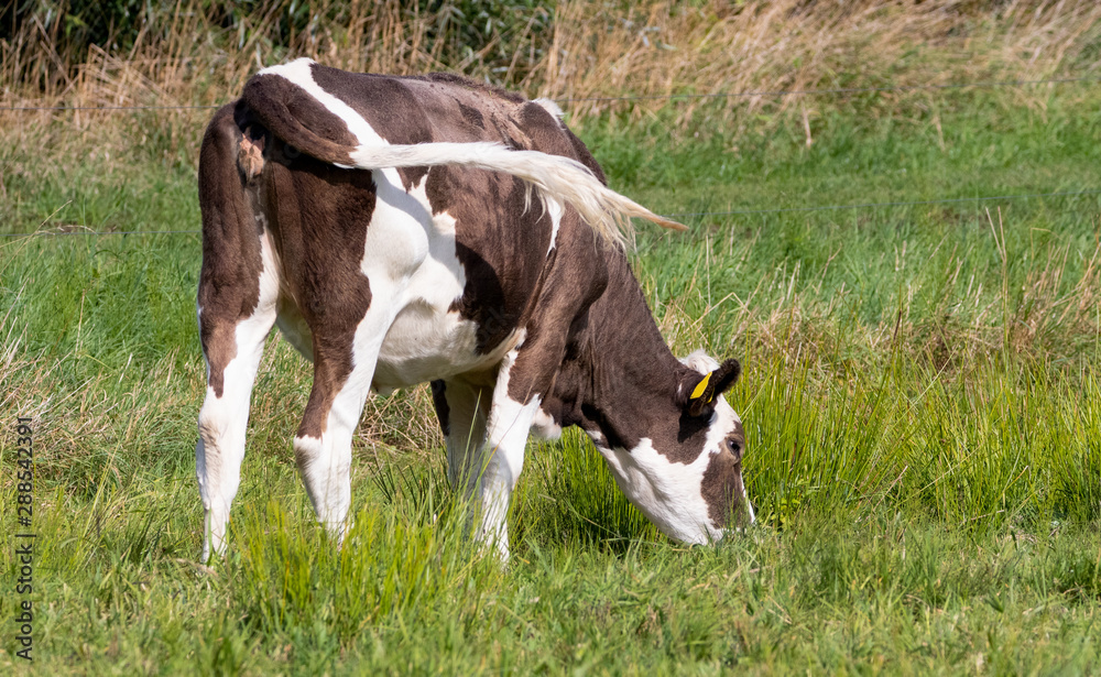 Grazing cow in green grass field