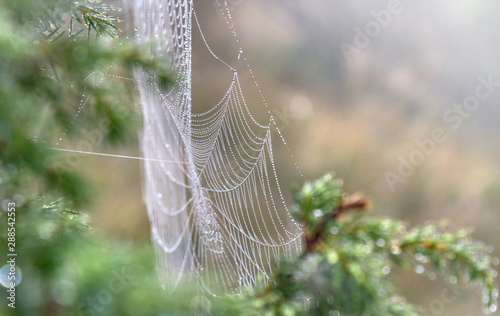 Spider net with water drops on spruce in early morning