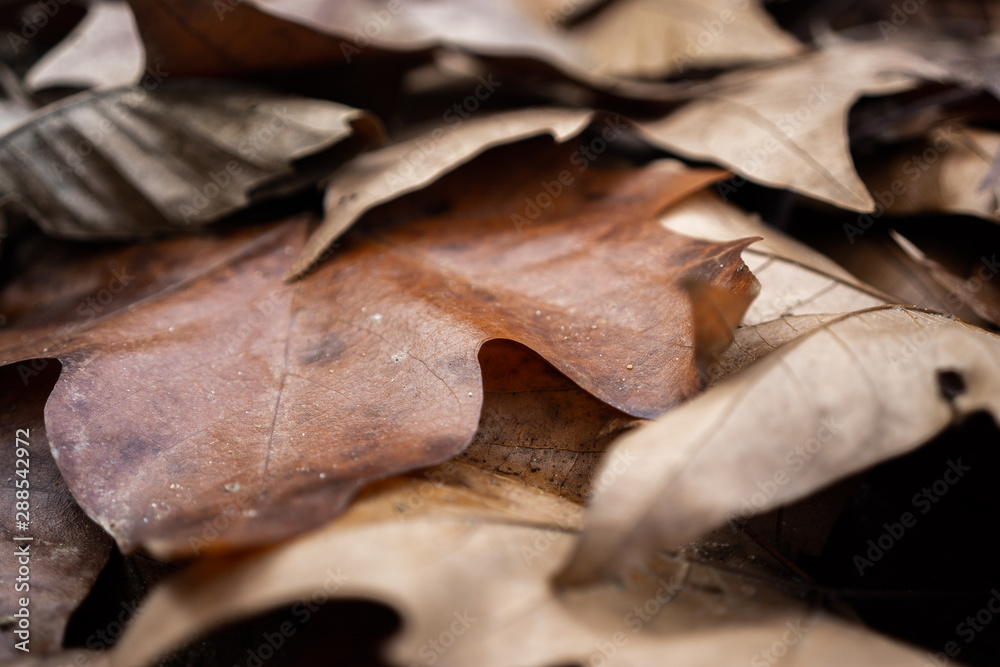 autumn leaves autumn leaves