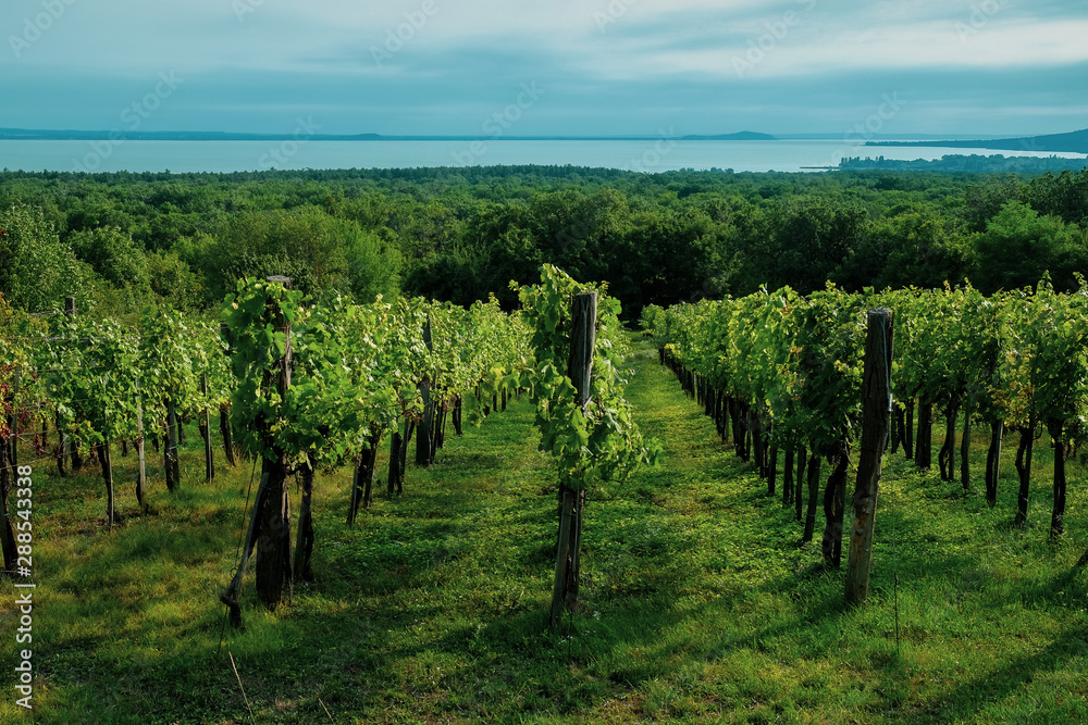 View of the Lake Balaton with growing wine grapes