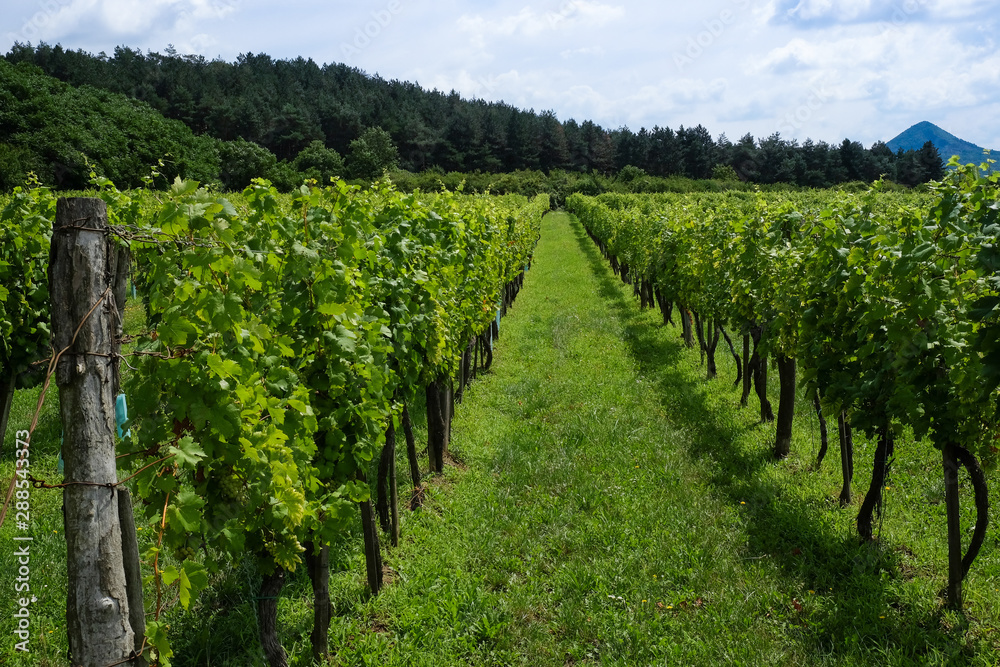 Rows of green wine grapes with sky and forest view Rows of green wine grapes with sky and forest view