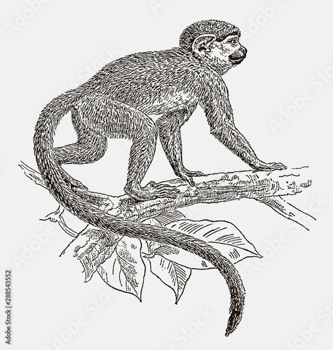 Squirrel monkey saimiri walking on branch. Illustration after engraving from 19th century