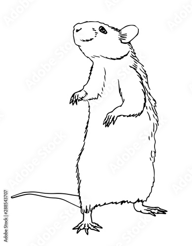 Graphical outlined rat isolated on white background,vector illustration for coloring books