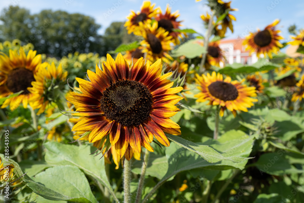 Obraz premium Sunflower