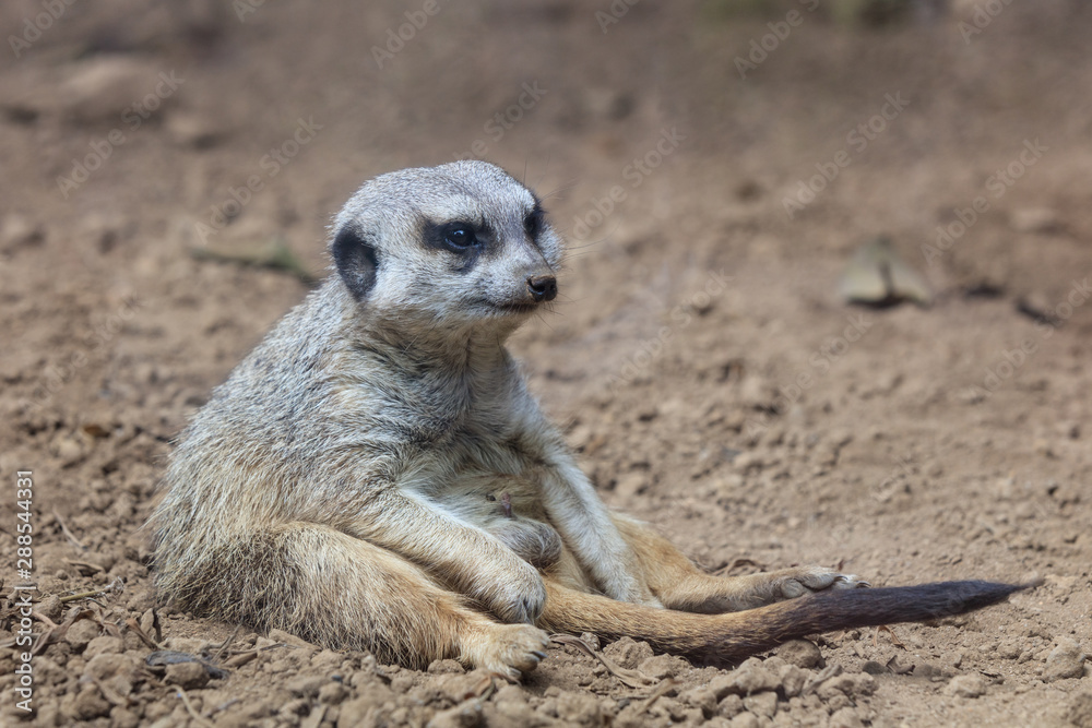 Fototapeta premium meerkat relaxed sitting on the ground