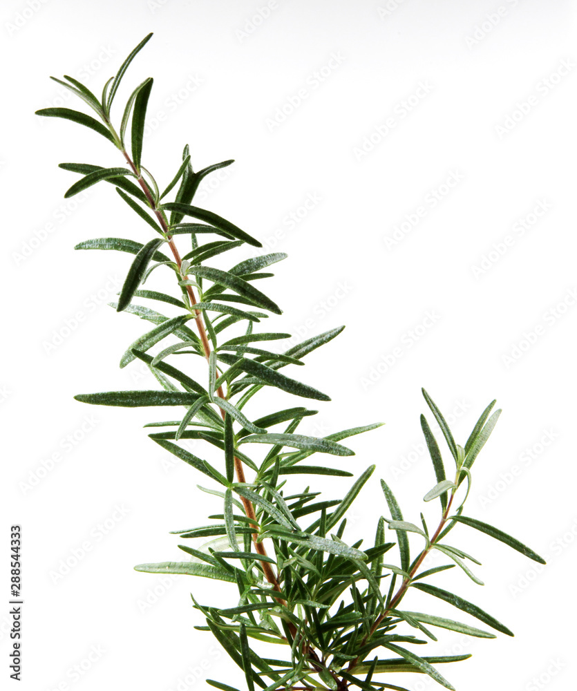 Fototapeta premium Fresh Rosemary Herb On White Background