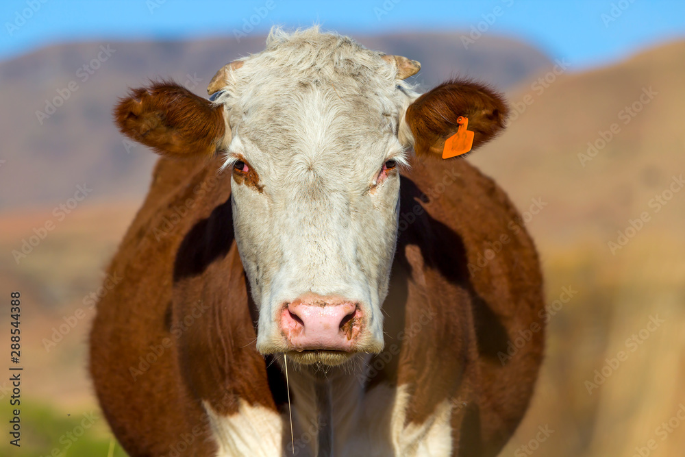 Brown Hereford cow with white face on farm Brown Hereford cow with white face on farm