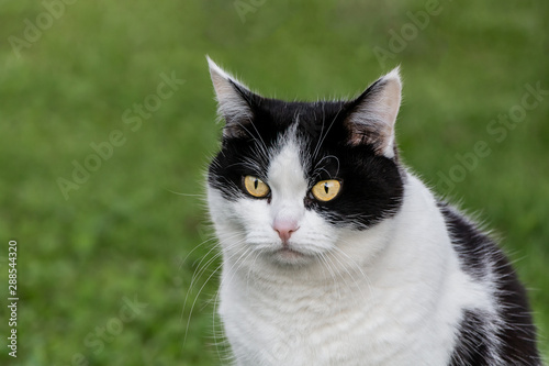 Portrait of a beautiful adult young black and white cat with big yellow eyes is on the blurred green background