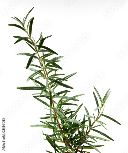 Fresh Rosemary Herb On White Background © Nenov Brothers