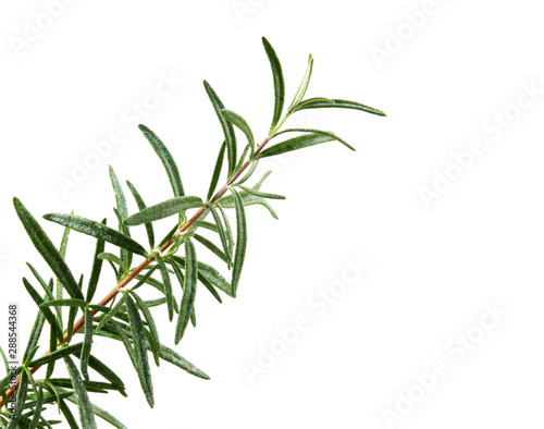 Fototapeta Naklejka Na Ścianę i Meble -  Fresh Rosemary Herb On White Background