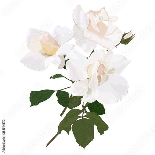 Beautiful Rose flower isolated on white background. Watercolor. Vector illustration. EPS 10