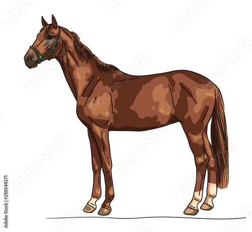 Illustration of a horse standing still not moving watching	