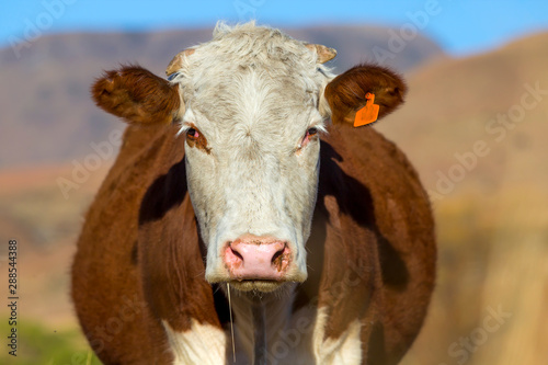 Brown Hereford cow with white face  on farm photo