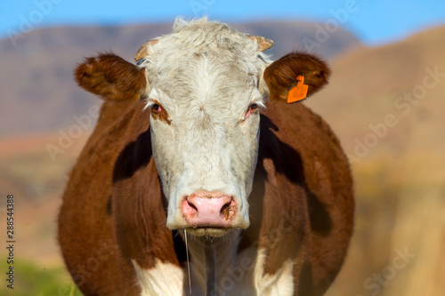 Tableau sur toile Brown Hereford cow with white face  on farm