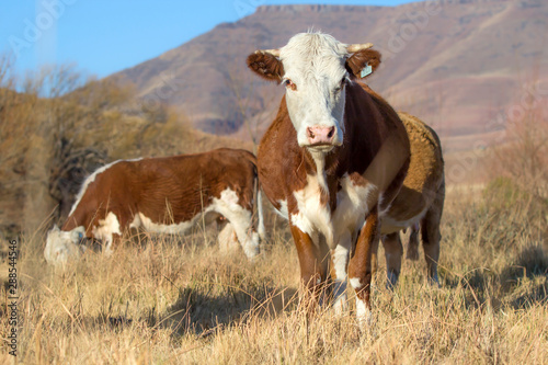 Brown hereford cow with white face  on farm