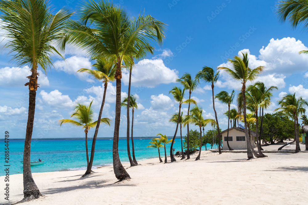 Palm Trees at Catalina Island in Dominican Republic - obrazy, fototapety, plakaty 