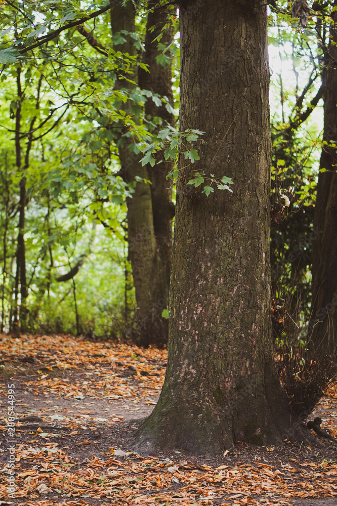 Obraz premium trees in the forest