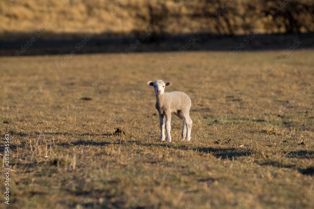 Fototapeta premium Mały baranek stojący w polu