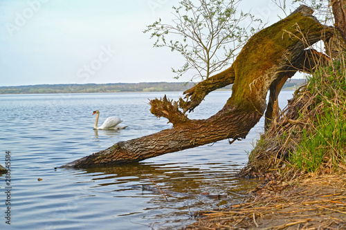 The swan sails down Vichtynetskii Lake past a fallen tree. Kaliningrad region