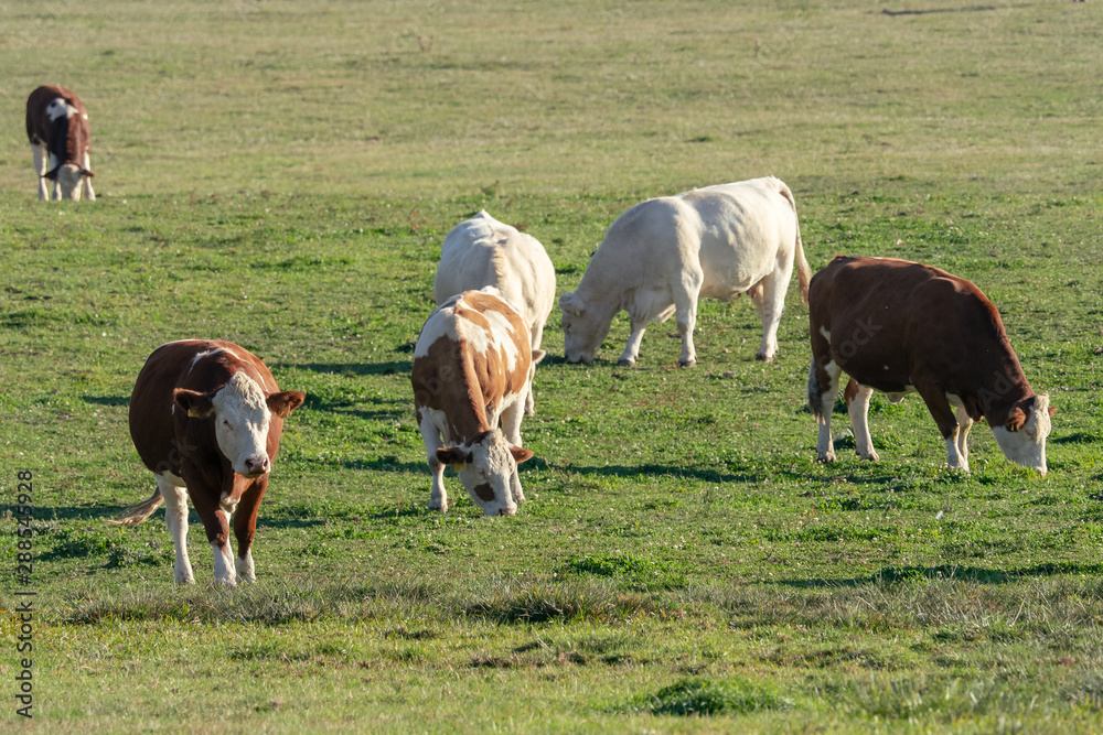 Herd of cows and calves grazing on a green meadow Herd of cows and calves grazing on a green meadow