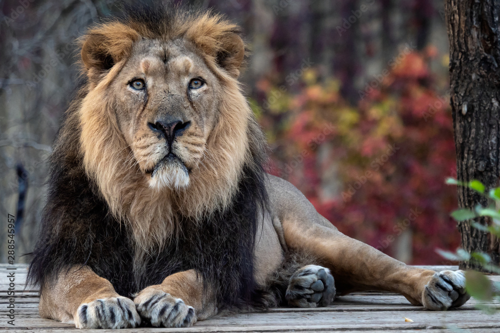 Asiatic lion (Panthera leo persica). A critically endangered species.