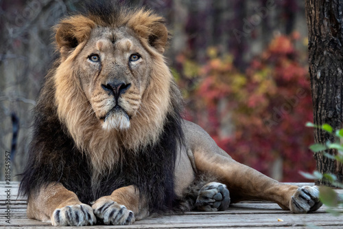 Asiatic lion (Panthera leo persica). A critically endangered species. photo