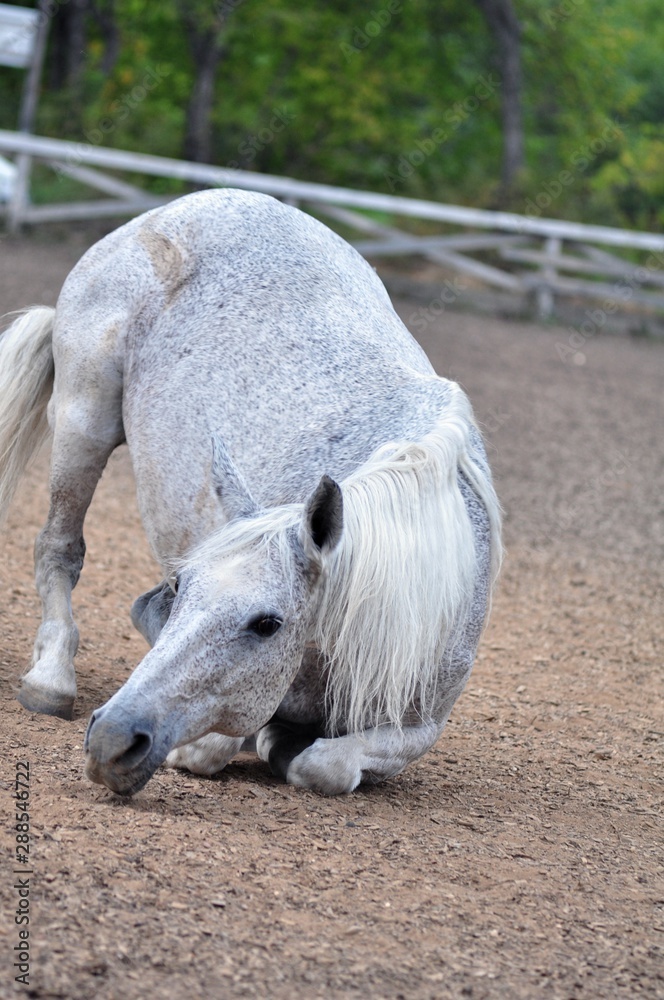 Fototapeta premium The grey horse lies down on the sand
