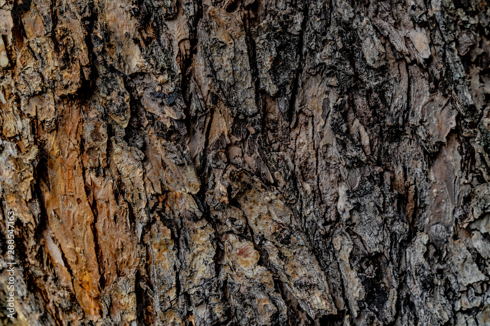 Tree bark texture. Rough wooden surface. Brown, black and gray colours. Background for text and design Tree bark texture. Rough wooden surface. Brown, black and gray colours. Background for text and design