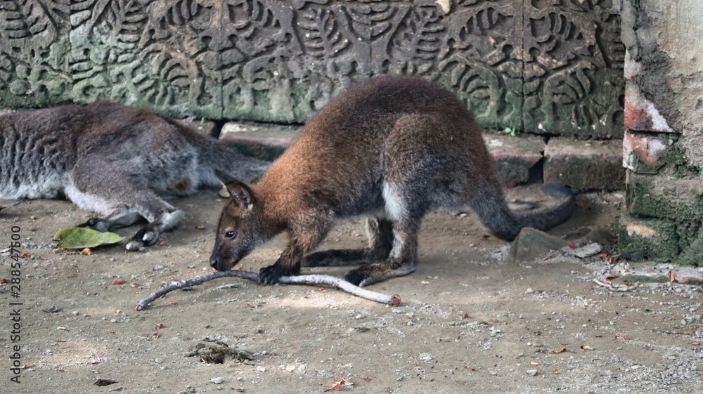Naklejka premium kangaroo in zoo