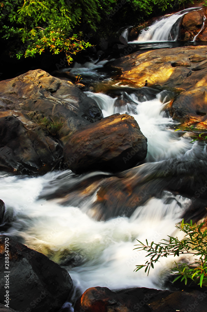 Forest Stream Forest Stream