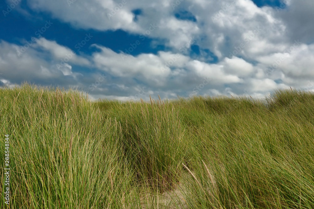 Sand dunes with grass and overcats blue summer sky in nature reserve on island Texel in the Netherlands