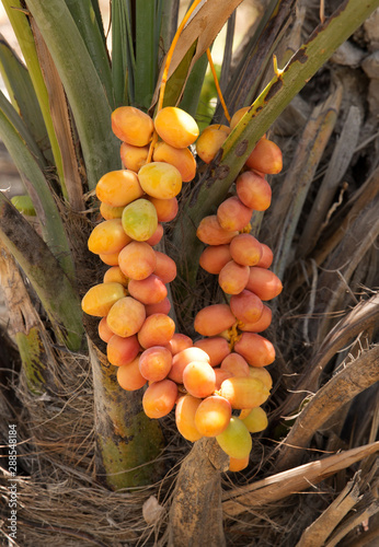 Dates are fruits that have been a staple food of the Middle East for thousands of years photo