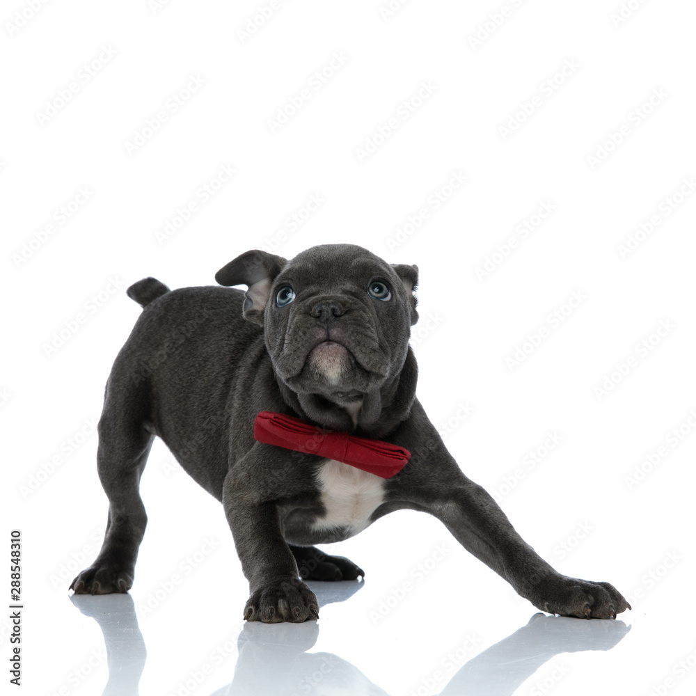 Obraz premium adorable american bully wearing a red bowtie on white background