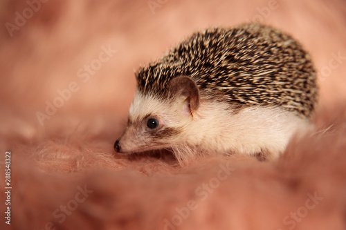 sweet tiny hedgehog looking away with shy eyes