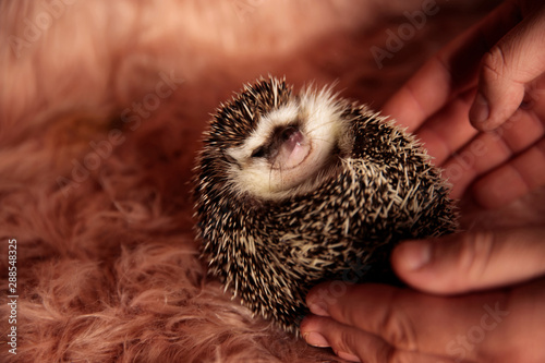 hedgehog cuddling in a person's hand