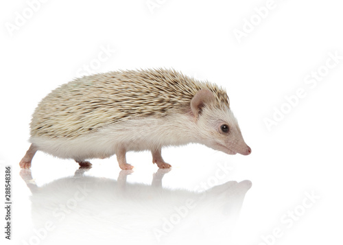 cute hedgehog walking isolated on white background