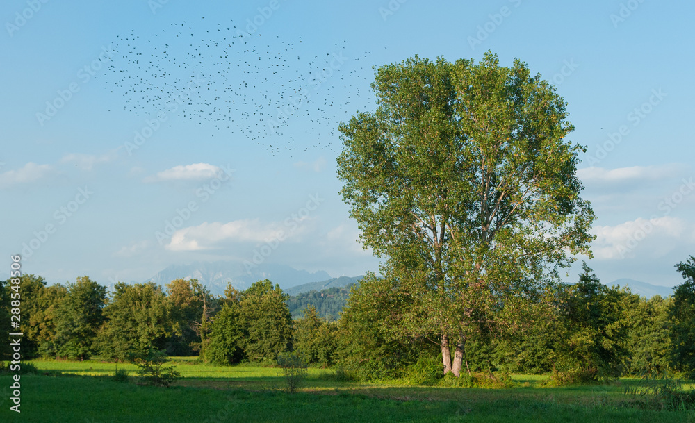 Fototapeta premium Uccelli in migrazione in scenario agreste